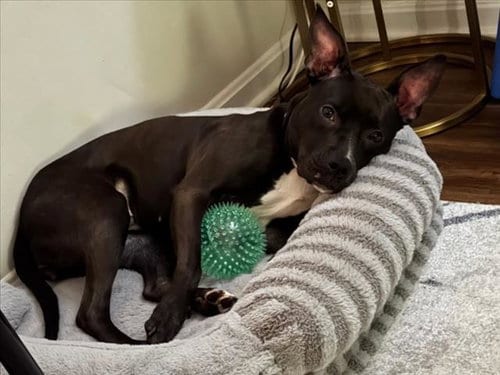 Photo of Myla, adoptable American Pit Bull Terrier in Derwood, Maryland