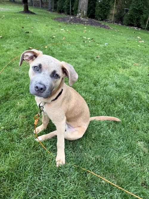 Photo of Sparrow- hound/lab puppy, adoptable Hound in Oakhurst, New Jersey
