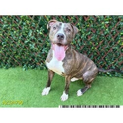 Photo of Buddy, adoptable Mixed Breed (Medium) in West Palm Beach, Florida