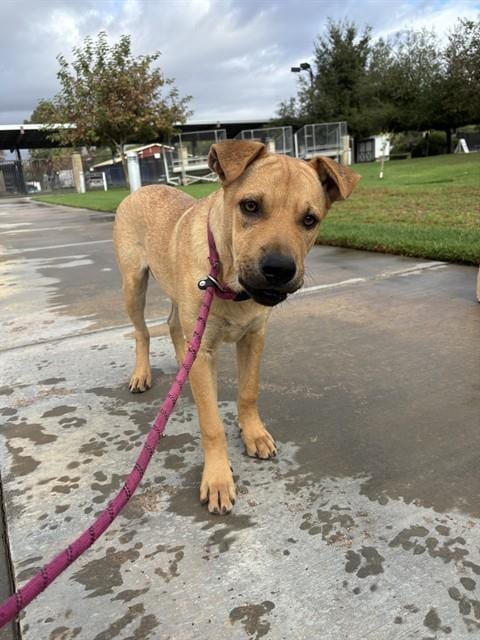 Photo of Stewie, adoptable Chinese Shar-Pei in Riverside, California