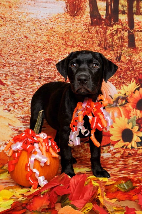 Photo of Cordelia, adoptable Labrador Retriever in McKinney, Texas