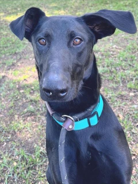 Photo of Sirius, adoptable Doberman Pinscher in Woodland, California