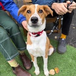 Photo of Fax, adoptable Australian Shepherd in New York, New York