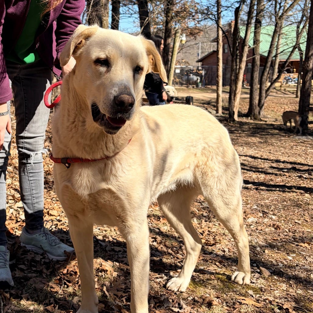 Photo of Bonnie, adoptable Shepherd, Anatolian in Pineville, Missouri