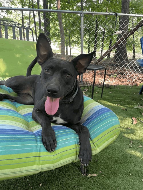 Photo of Brandy, adoptable Terrier in Greenville, South Carolina