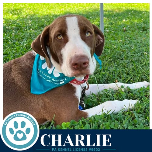 Photo of Charlie (Silent Film Stars) 080826, adoptable Labrador Retriever in Kimberton, Pennsylvania