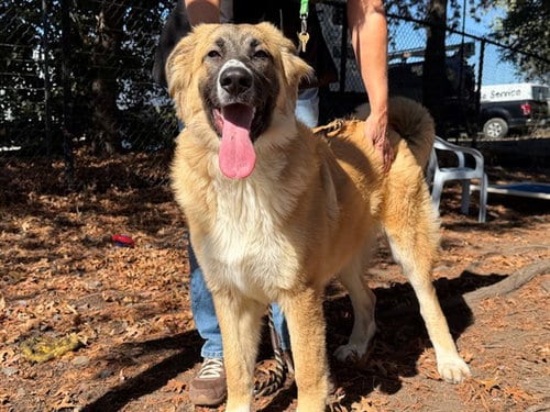 Photo of Chloe, adoptable Great Pyrenees in Santa Rosa, California