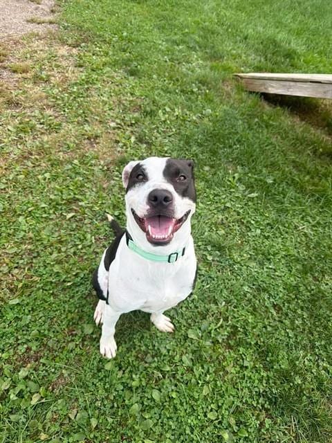 Photo of Rocky, adoptable Staffordshire Bull Terrier in Center Township, Pennsylvania