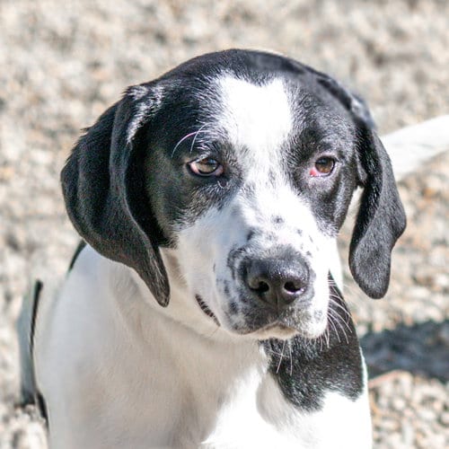 Photo of Mae, adoptable Hound in Hilton Head, South Carolina