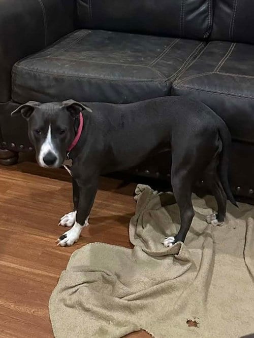 Photo of Destiny, adoptable American Pit Bull Terrier in FRAMINGHAM, Massachusetts
