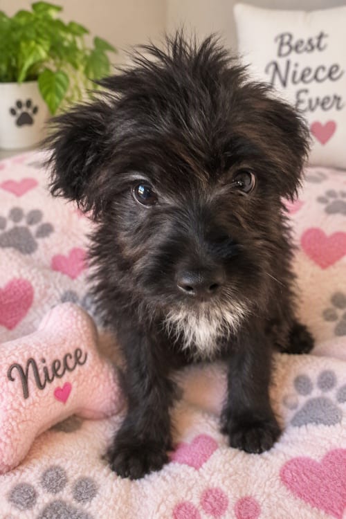 Photo of Zoe, adoptable Chihuahua in Menifee, California