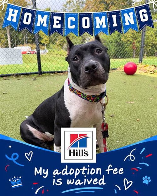 Photo of India, adoptable Staffordshire Bull Terrier in Dedham, Massachusetts