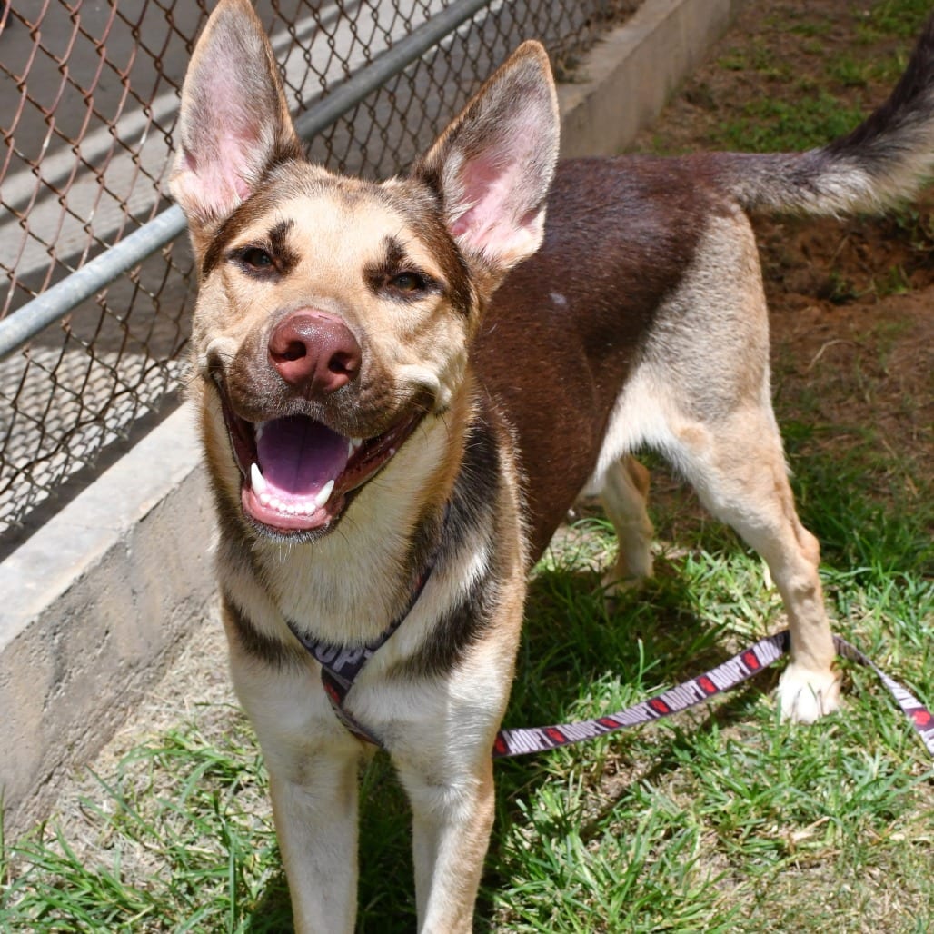 Photo of Antonio Banderas, adoptable Shepherd, German / Husky in Beaumont, Texas