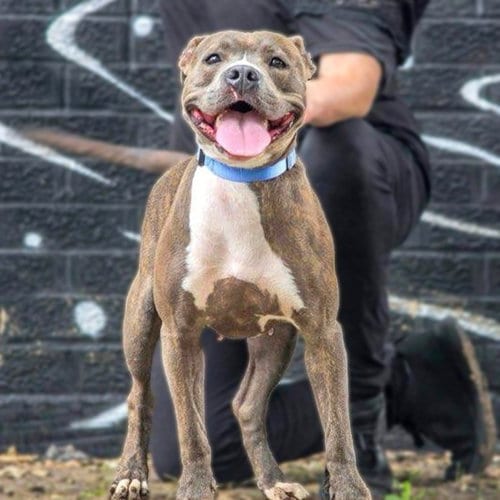 Photo of Pepper VI (New Digs), adoptable Pit Bull Terrier in Dallas, Texas