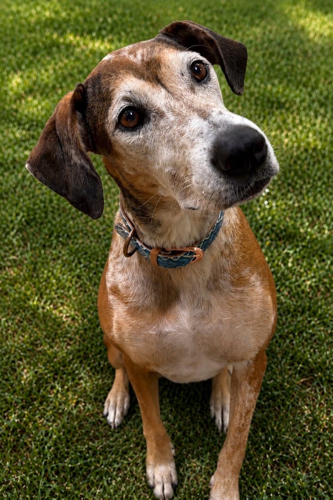 Photo of Danni, adoptable Mixed Breed in Ocala, Florida