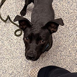 Photo of Kamu, adoptable Chihuahua American Staffordshire Terrier in Golden, Colorado