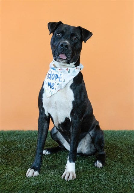 Photo of Duke, adoptable Labrador Retriever in Miami, Florida