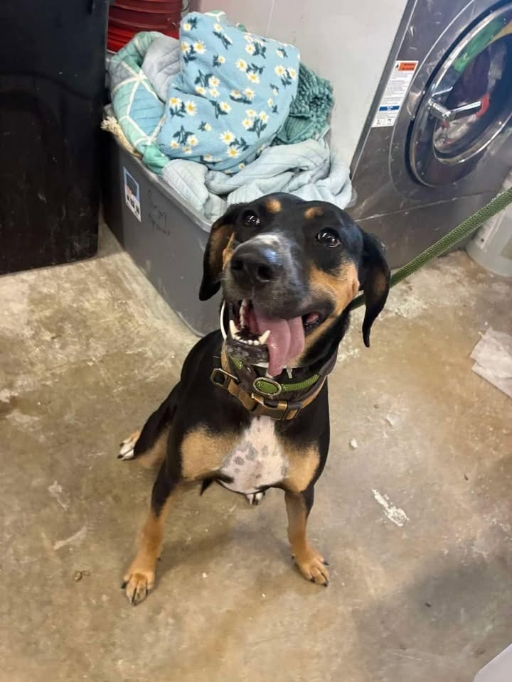 Photo of Flossie, adoptable Mixed Breed in Greensburg, Indiana