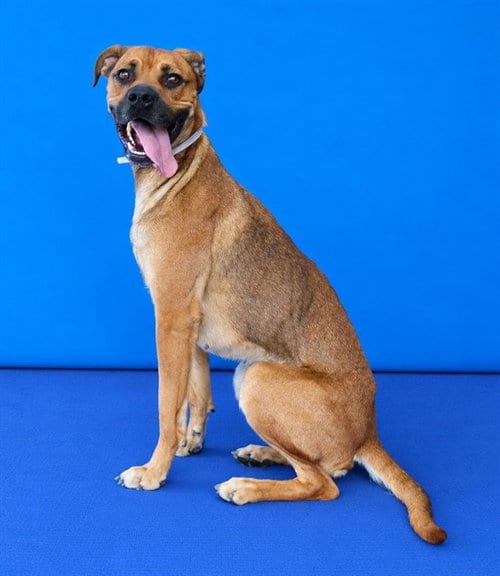 Photo of Rosie, adoptable Boxer in Baldwin Park, California