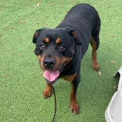 Photo of Rose 7830, adoptable Rottweiler in Loxahatchee, Florida