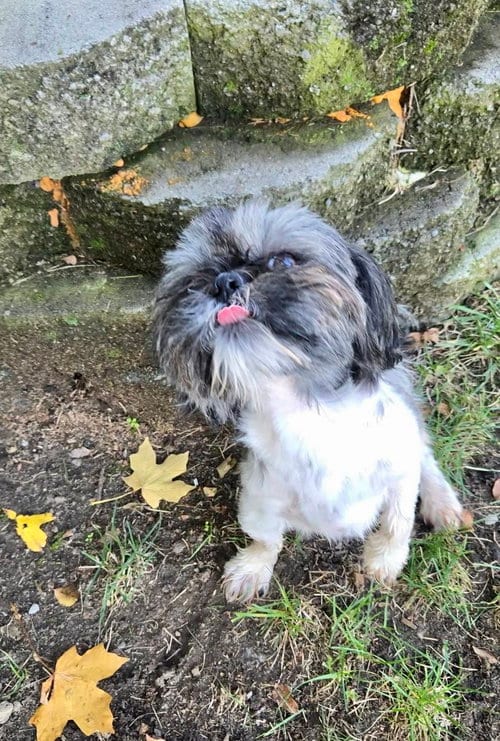 Photo of Ozzy, adoptable Shih Tzu in Mount Laurel, New Jersey