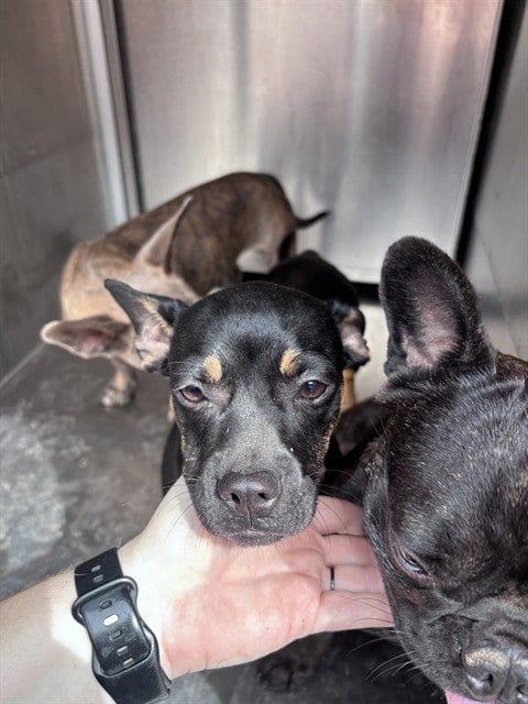 Photo of A480968, adoptable Dachshund in Oklahoma City, Oklahoma