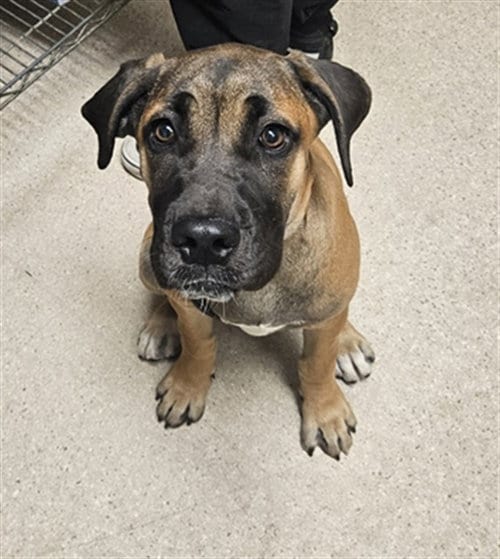 Photo of Brienne, adoptable Mastiff in Bakersfield, California