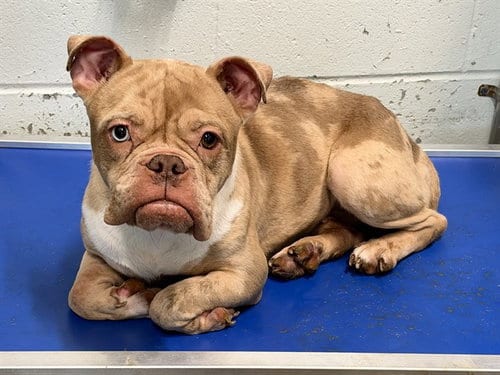 Photo of Harper, adoptable Bulldog in Tavares, Florida