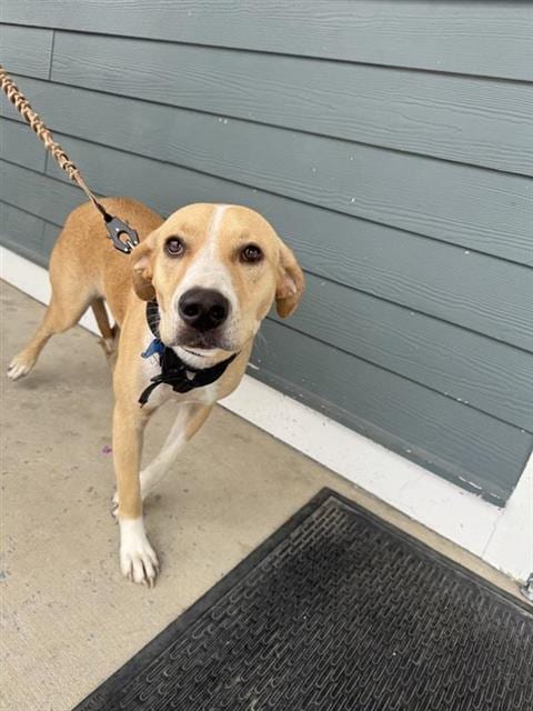 Photo of Bella Star, adoptable Labrador Retriever in San Antonio, Texas