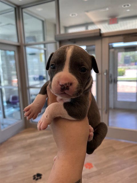 Photo of Mochi, adoptable Pit Bull Terrier in Pearland, Texas