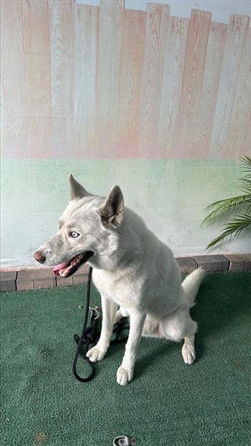 Photo of Zacate, adoptable Siberian Husky in Baldwin Park, California