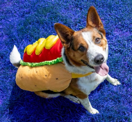Photo of Argo (long-term resident), adoptable Cattle Dog in AUSTIN, Minnesota