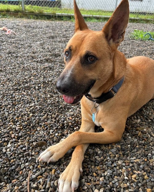 Photo of Jack Dixon, adoptable Carolina Dog in Rockaway, New Jersey