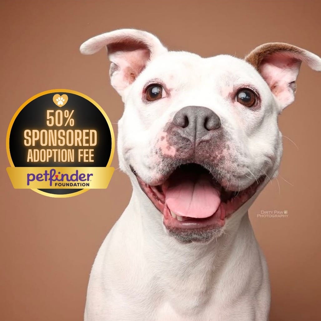 Photo of Mellow, adoptable Terrier, American Pit Bull in York, Pennsylvania