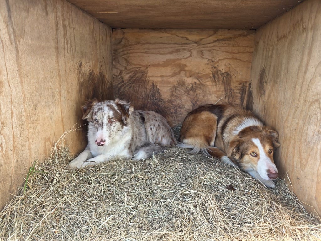 Photo of Heartland No. 67 Macy, adoptable Border Collie in Texas