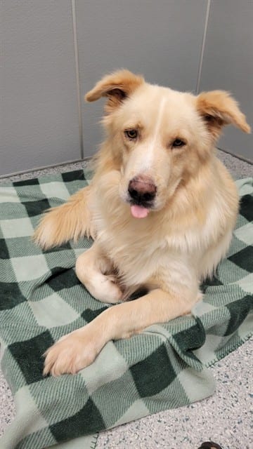 Photo of Flapjack, adoptable dog