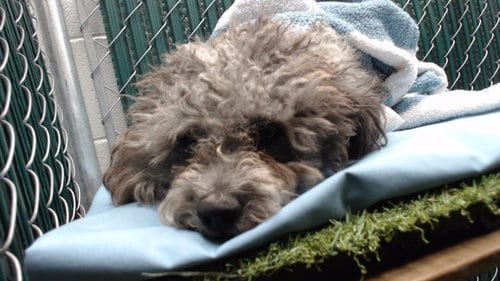 Photo of Benzo, adoptable Poodle (Miniature) in Downey, California