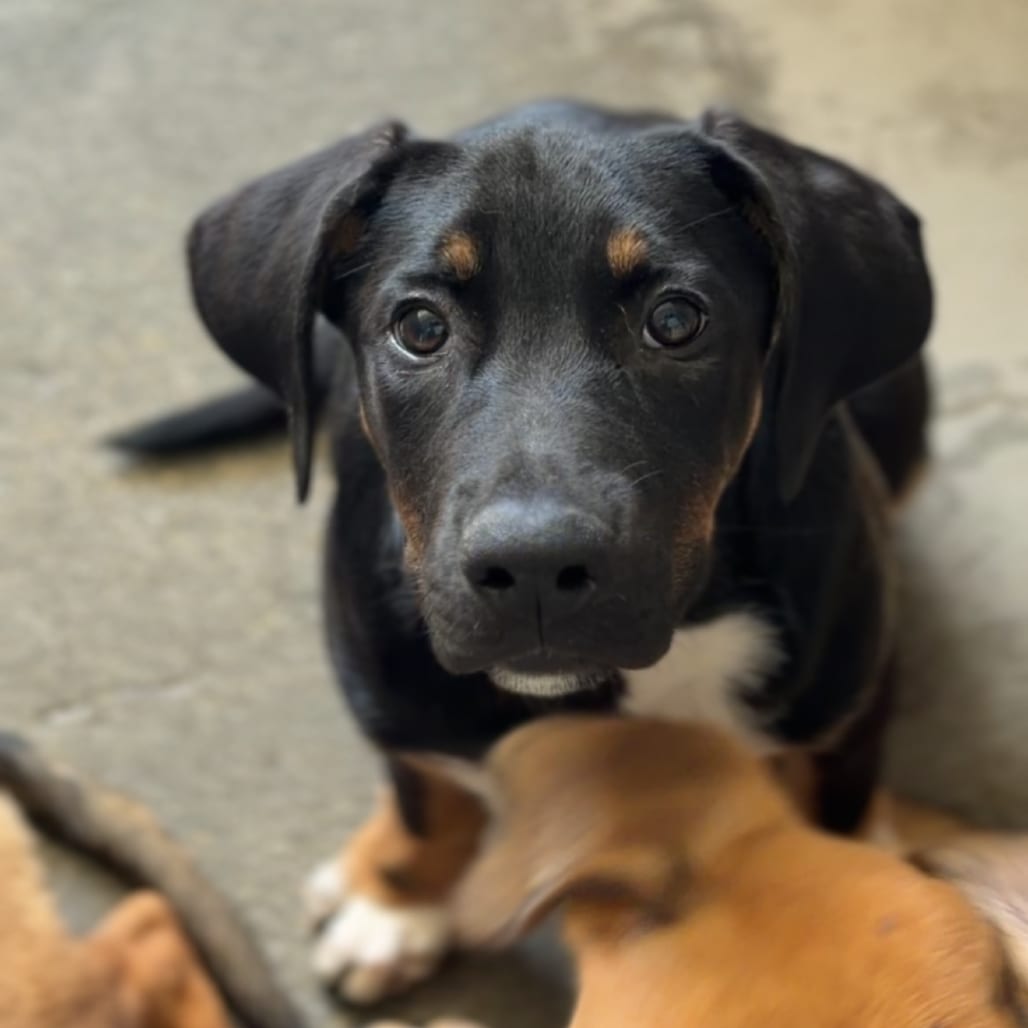 Photo of Rascal A5782267, adoptable Shepherd, German in Middletown, New York