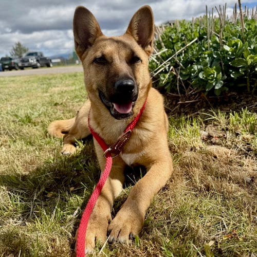 Photo of Delta, adoptable Unknown breed (medium coat) in Yreka, California
