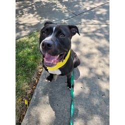Photo of Haydee, adoptable American Pit Bull Terrier in Kansas City, Missouri