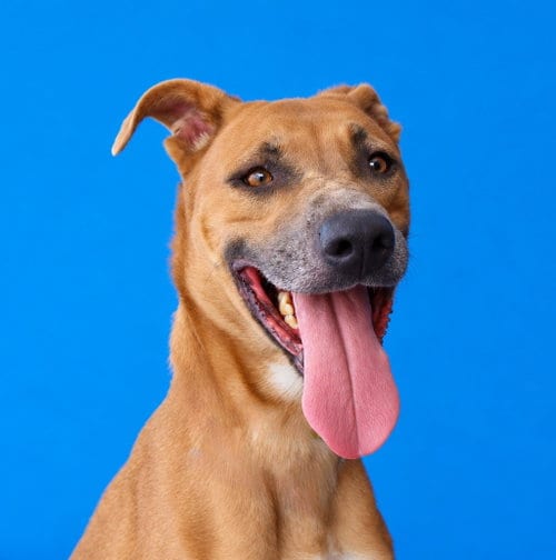 Photo of Tyra, adoptable Boxer in Pasadena, California