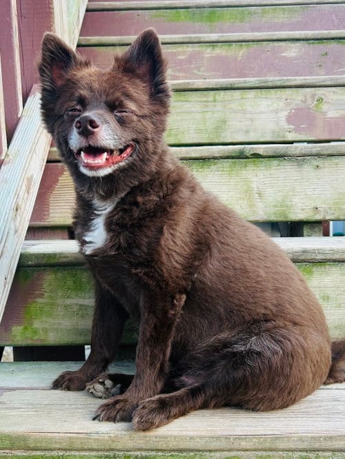 Photo of CoCo, adoptable Pomeranian in Elizabethtown, Pennsylvania