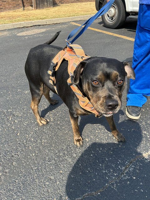 Photo of Sarabi, adoptable Pit Bull Terrier in Oklahoma City, Oklahoma