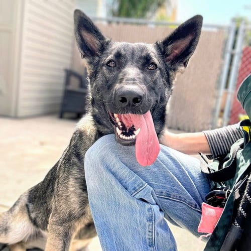 Photo of Isis, adoptable German Shepherd Dog in Oakland, California