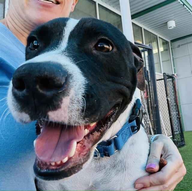 Photo of Dirk, adoptable Mixed Breed
