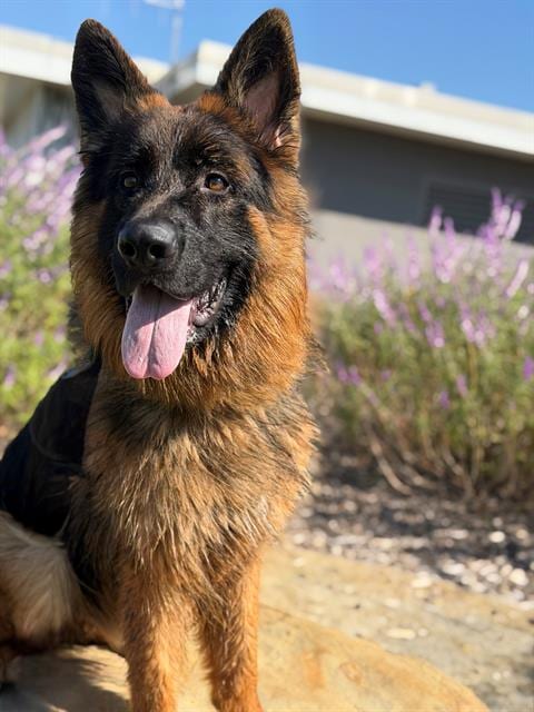 Photo of Earl, adoptable German Shepherd Dog in Fairfield, California