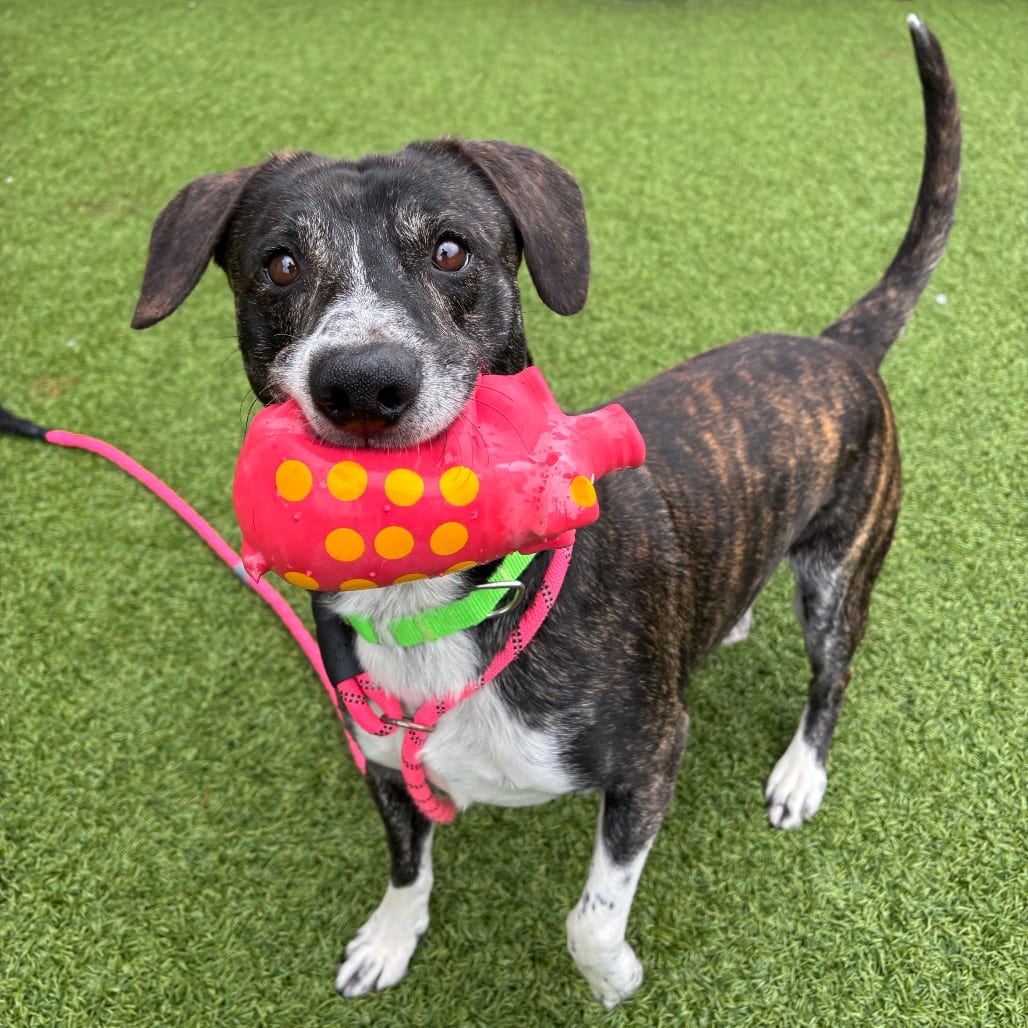 Photo of Rocko, adoptable Mixed Breed (Large) in Dayton, Ohio