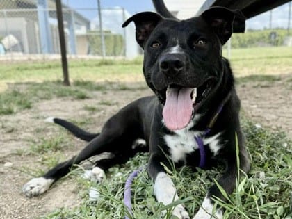 Photo of Horatio, adoptable dog in Georgetown, Texas