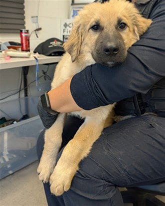 Photo of Wilbur, adoptable German Shepherd Dog in Mesa, Arizona