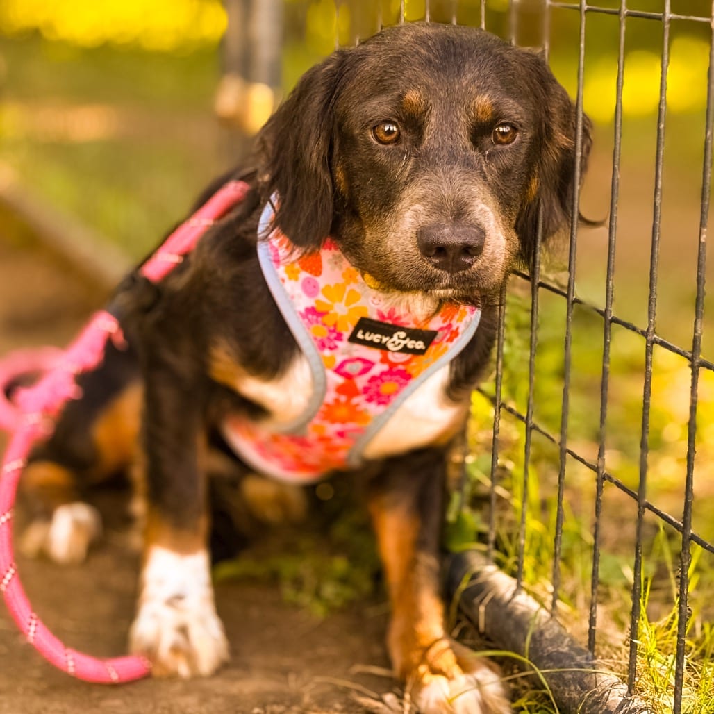 Photo of Cammie, adoptable Beagle / Dachshund, Standard Long Haired in Ohio, Ohio